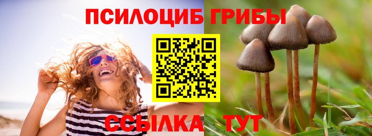 хочу   Псилоцибиновые грибы прущие грибы  Вход с VPN  Гурьевск  Галлюциногенные грибы Psilocybine cubensis 